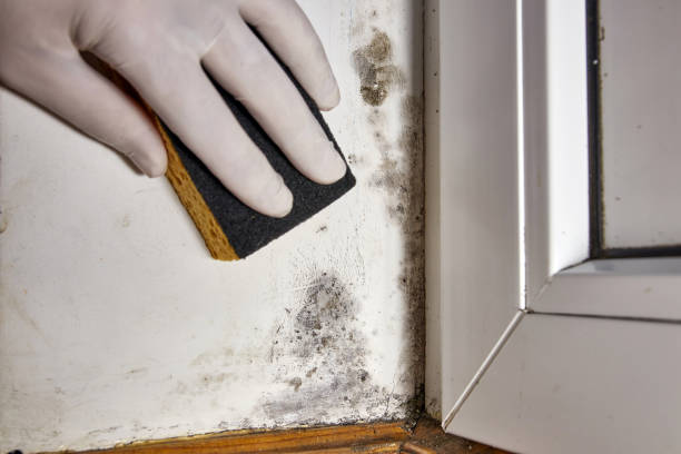 Best Dehumidification Services  in Rapid City, SD